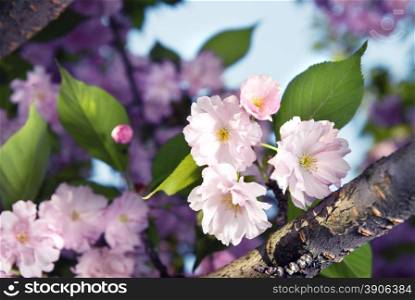 spring blossom of purple sakura