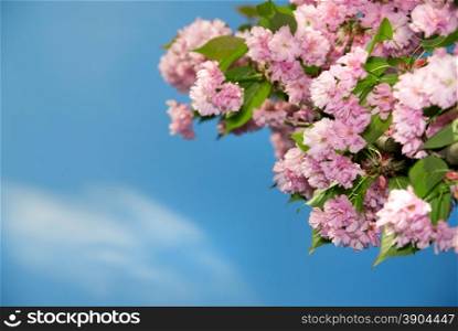 spring blossom of purple sakura against blue sky