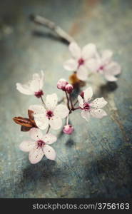 Spring blossom on rustic wooden table