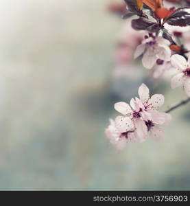 Spring blossom on rustic wooden table
