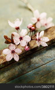 Spring blossom on rustic wooden table