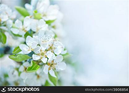 spring blossom, white flowers on the tree