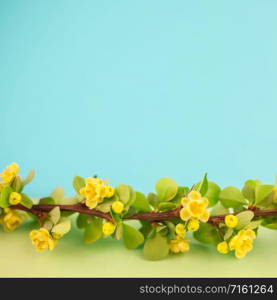 Spring blossoming barberry branch with green leaves, barbs and yellow flowers on square pastel color paper background with copy space in minimal style, template for text or design