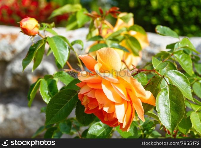 Spring blossoming bush of yellow rose flowers closeup