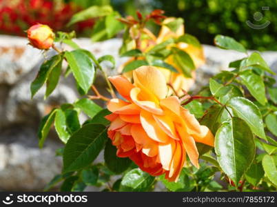 Spring blossoming bush of yellow rose flowers closeup