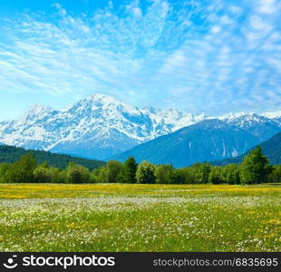 Spring blossoming dandelion Alpine mountain meadow (Italy) with blue cloudy sky