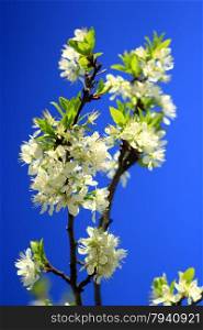 spring blossoming of tree of plum and blue sky. blossoming tree of plum on background of the blue sky