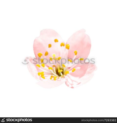 Spring blossoming pink spring flower with stem isolated on white floral background