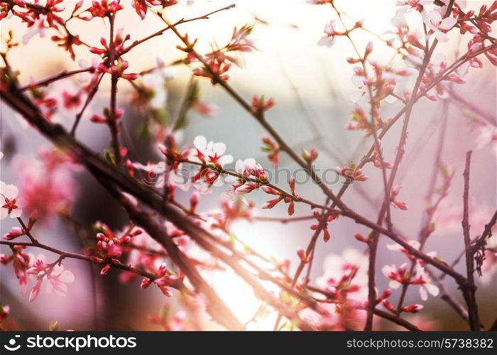 Spring blossoming tree