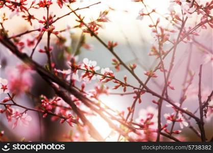 Spring blossoming tree