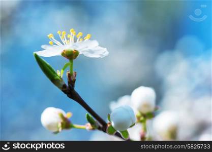 Spring blossoming white spring flowers on a plum tree against soft blue background