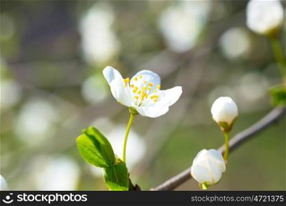 Spring blossoming white spring flowers on a plum tree against soft floral background