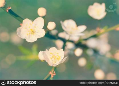 Spring blossoming white spring flowers on a plum tree against soft floral background. Colorized like instagram