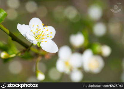 Spring blossoming white spring flowers on a plum tree against soft floral background