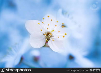 Spring blossoming white spring flowers on a tree against soft blue background