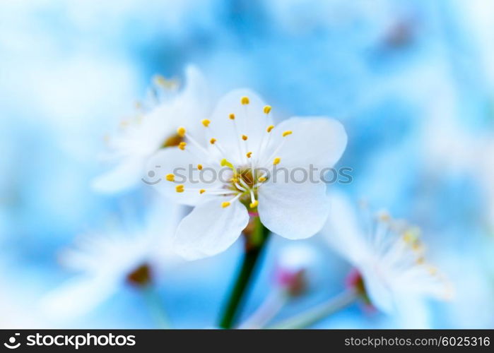 Spring blossoming white spring flowers on a tree against soft blue background