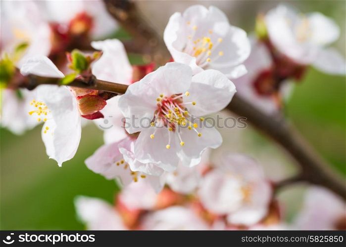 Spring blossoming white spring flowers on a tree against soft floral background
