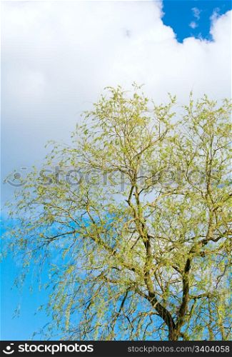 Spring blossoming willow tree on sky background