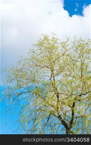 Spring blossoming willow tree on sky background