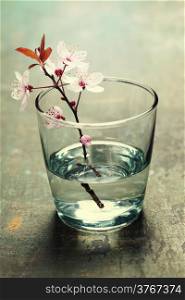 spring blossoms in glass vase on wooden surface