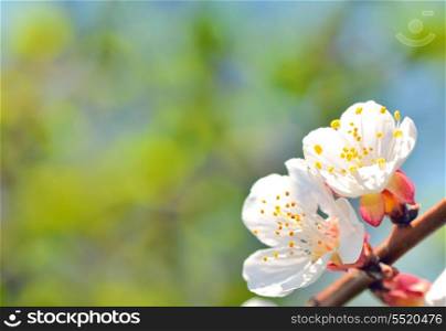Spring blossoms on tree branches with natural green background