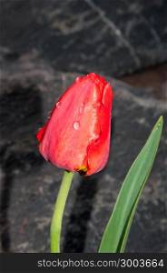 Spring blossoms red Tulip flower after the rain