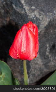 Spring blossoms red Tulip flower after the rain