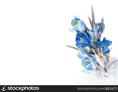 spring blue crocus flower in snow