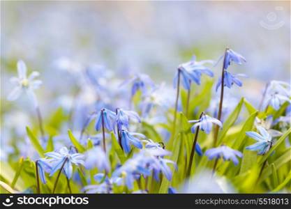 Spring blue flowers glory-of-the-snow. Spring background with early blue flowers glory-of-the-snow and copy space for text