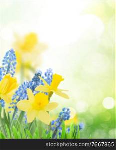 Spring bluebells and daffodils in green garden banner with copy space. Spring bluebells and daffodils