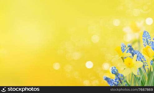 Spring bluebells and daffodils over sunny yellow background. Spring bluebells and daffodils