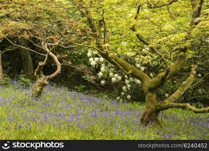 Spring bluebells landscape image in lush forest setting