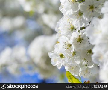 Spring border background with blossom, close-up. Abstract floral spring background. Blossoms over blurred nature background