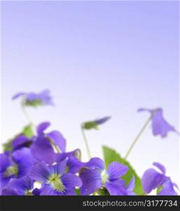 Spring border with violet copy space and violet flowers