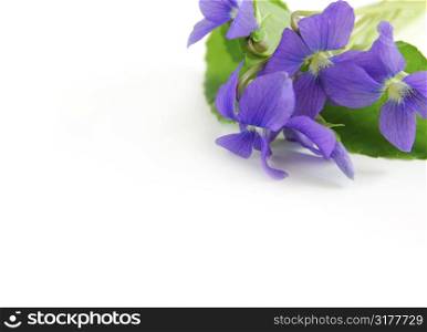 Spring border with white copy space and violet bouquet