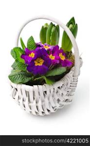 Spring bouquet. White basket with bunch of fresh pansies and hyacinths