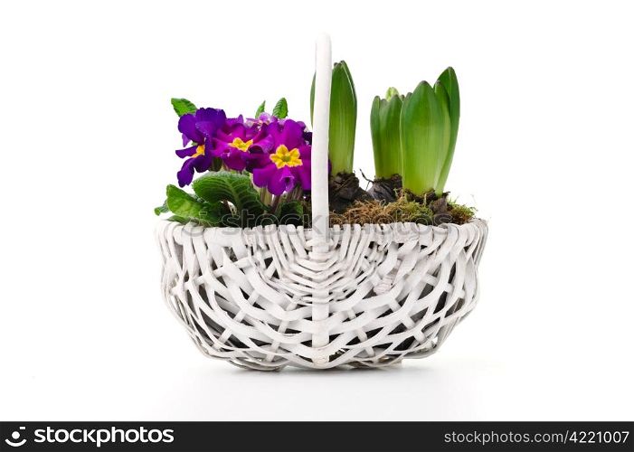 Spring bouquet. White basket with bunch of fresh pansies and hyacinths