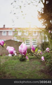 Spring. branch of a blooming magnolia in the garden 