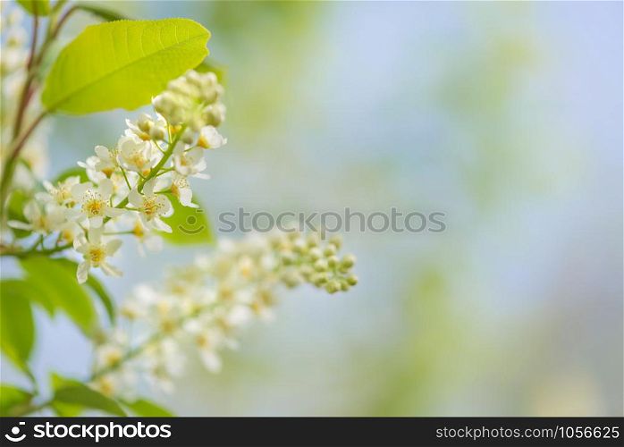 Spring branch of blossoming bird cherry with white flowers at a sunny morning against the blue sky, gentle natural background with copy-space
