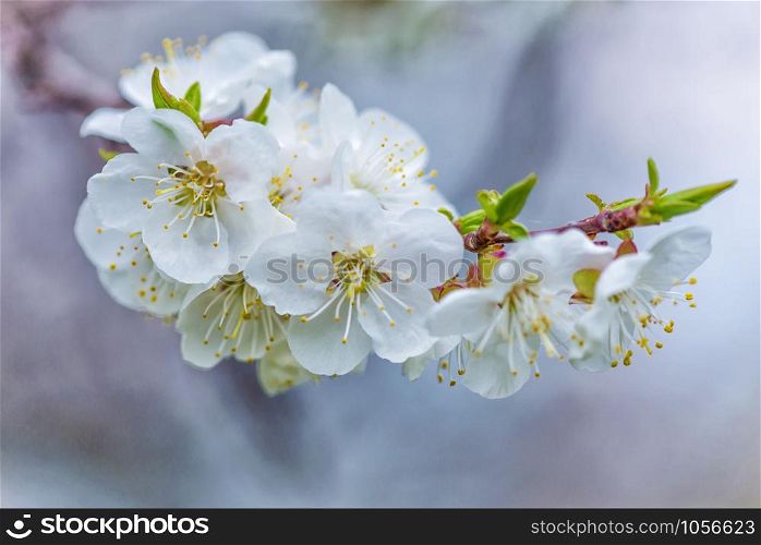 Spring branch of blossoming cherry with white flowers at a foggy morning