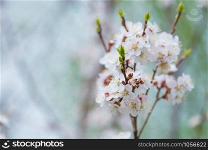 Spring branch of blossoming cherry with white flowers at a foggy morning, with copy-space