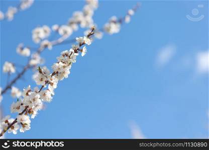 Spring branch of blossoming cherry with white flowers at a sunny morning against the blue sky, with copy-space