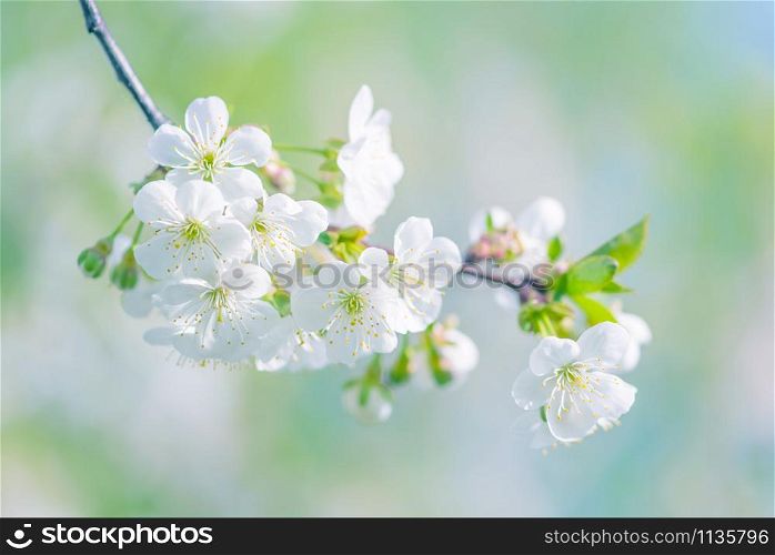 Spring branch of blossoming cherry with white flowers at a sunny morning, toned in blue