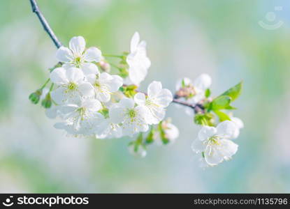 Spring branch of blossoming cherry with white flowers at a sunny morning, toned in blue