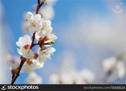 Spring branch of blossoming cherry with white flowers coated dewdrops at a sunny morning against the blue sky, with copy-space