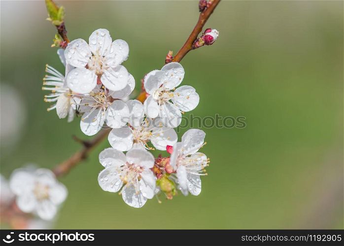 Spring branch of blossoming cherry with white flowers coated dewdrops at a sunny morning, with copy-space