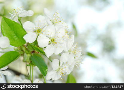 spring branch with white flowers