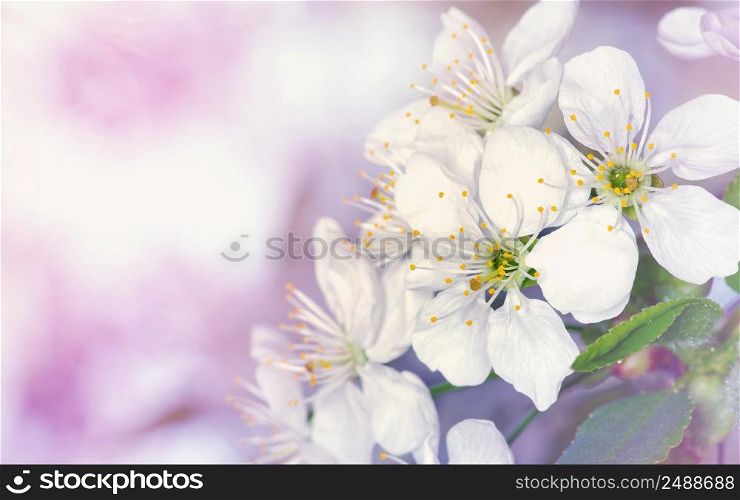 spring branch with white flowers