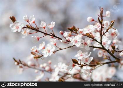 Spring branch with white flowers