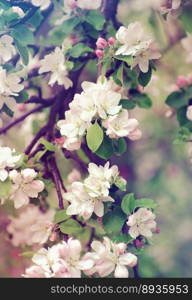 spring branch with white flowers